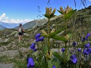 38 Scendendo al Lago Piccolo Gentiana punctata (Genziana maculata) e Campanula rotundifolia (Campanula soldanella)
